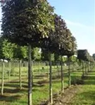 Blutbuche Veredelung - Fagus sylvatica 'Atropunicea' - Formgehölze