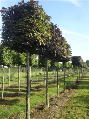Blutbuche Veredelung - Fagus sylvatica 'Atropunicea' - Formgehölze