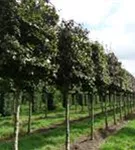 Blutbuche Veredelung - Fagus sylvatica 'Atropunicea' - Formgehölze
