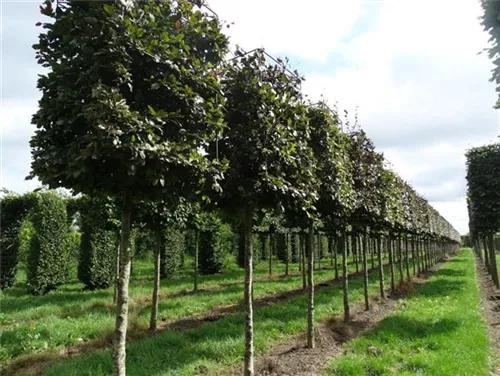 Blutbuche Veredelung - Fagus sylvatica 'Atropunicea' - Formgehölze