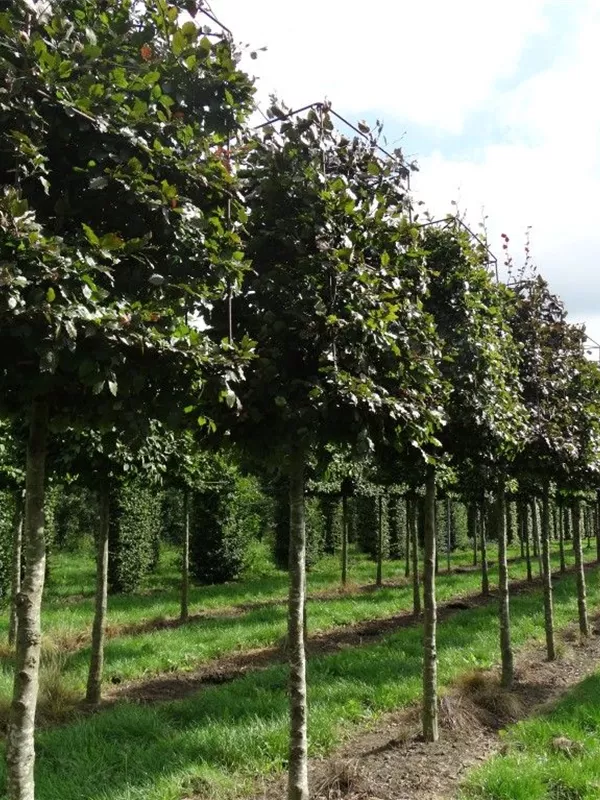 Blutbuche Veredelung - Fagus sylvatica 'Atropunicea' - Formgehölze