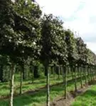 Blutbuche Veredelung - Fagus sylvatica 'Atropunicea' - Formgehölze