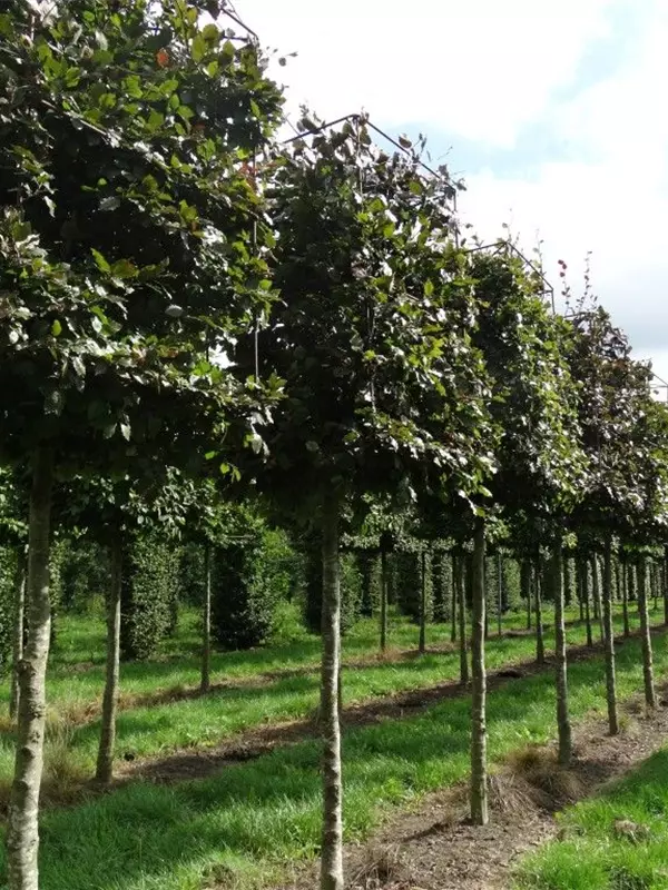 Blutbuche Veredelung - Fagus sylvatica 'Atropunicea' - Formgehölze