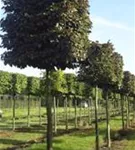 Blutbuche Veredelung - Fagus sylvatica 'Atropunicea' - Formgehölze