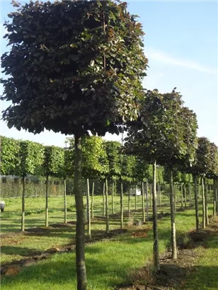 Blutbuche Veredelung - Fagus sylvatica 'Atropunicea' - Formgehölze