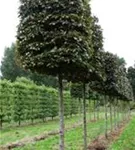 Blutbuche Veredelung - Fagus sylvatica 'Atropunicea' - Formgehölze