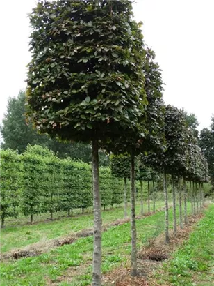 Blutbuche Veredelung - Fagus sylvatica 'Atropunicea' - Formgehölze