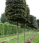 Blutbuche Veredelung - Fagus sylvatica 'Atropunicea' - Formgehölze
