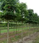 Kobushi-Magnolie - Magnolia kobus - Formgehölze