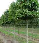 Kobushi-Magnolie - Magnolia kobus - Formgehölze