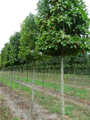 Kobushi-Magnolie - Magnolia kobus - Formgehölze