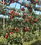 Apfel 'Elstar' mittel - Malus 'Elstar' CAC - Formgehölze
