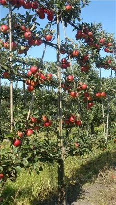 Apfel 'Elstar' mittel - Malus 'Elstar' CAC - Formgehölze