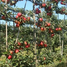 Malus 'Elstar' CAC - Formgehölze, mDb Spalier 160x160 cm Sth. 50 cm 14- 16