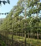 Apfel 'Elstar' mittel - Malus 'Elstar' CAC - Formgehölze