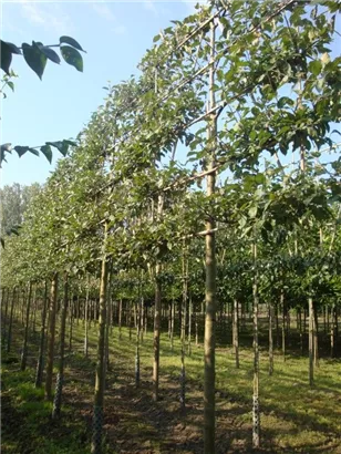 Apfel 'Elstar' mittel - Malus 'Elstar' CAC - Formgehölze