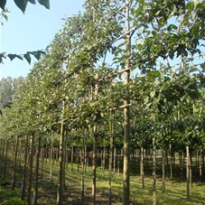 Malus 'Elstar' CAC - Formgehölze, H mDb Spalier 160x160 cm Sth. 210 cm 20- 25