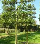 Apfel 'Elstar' mittel - Malus 'Elstar' CAC - Formgehölze