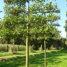 Malus 'Elstar' CAC - Formgehölze, H mDb Spalier 160x160 cm Sth. 210 cm 25- 30