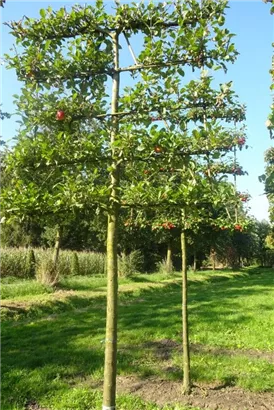 Apfel 'Elstar' mittel - Malus 'Elstar' CAC - Formgehölze