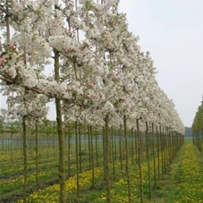 Malus 'Evereste' -R- CAC, H mDb Spalier 160x160 cm Sth. 210 cm 14- 16