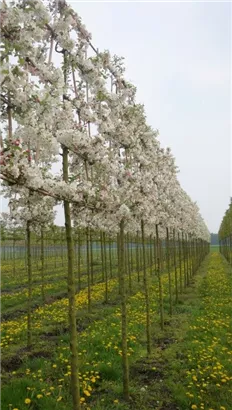Zierapfel 'Evereste' -R- - Malus 'Evereste' -R- CAC
