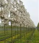 Zierapfel 'Evereste' -R- - Malus 'Evereste' -R- CAC