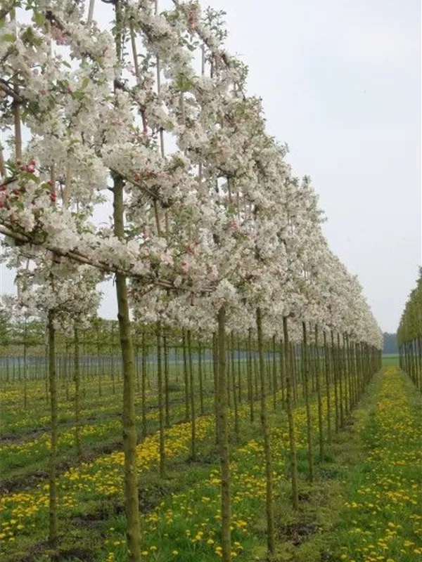 Zierapfel 'Evereste' -R- - Malus 'Evereste' -R- CAC