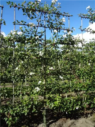 Zierapfel 'Evereste' -R- - Malus 'Evereste' -R- CAC