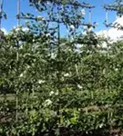 Zierapfel 'Evereste' -R- - Malus 'Evereste' -R- CAC