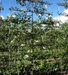 Zierapfel 'Evereste' -R- - Malus 'Evereste' -R- CAC