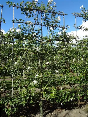 Zierapfel 'Evereste' -R- - Malus 'Evereste' -R- CAC