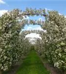 Zierapfel 'Evereste' -R- - Malus 'Evereste' -R- CAC