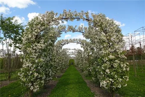 Zierapfel 'Evereste' -R- - Malus 'Evereste' -R- CAC