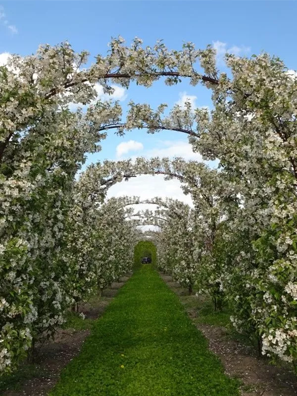 Zierapfel 'Evereste' -R- - Malus 'Evereste' -R- CAC