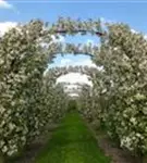 Zierapfel 'Evereste' -R- - Malus 'Evereste' -R- CAC