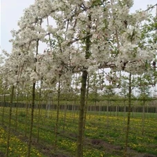Malus 'Evereste' -R- CAC, H mDb Spalier 160x160 cm Sth. 210 cm 16- 18