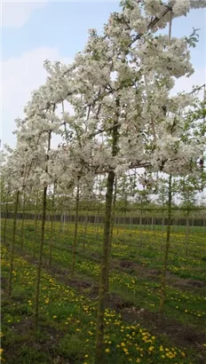 Zierapfel 'Evereste' -R- - Malus 'Evereste' -R- CAC