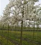 Zierapfel 'Evereste' -R- - Malus 'Evereste' -R- CAC