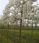 Zierapfel 'Evereste' -R- - Malus 'Evereste' -R- CAC