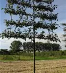 Zierapfel 'Evereste' -R- - Malus 'Evereste' -R- CAC