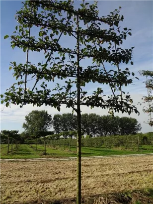 Zierapfel 'Evereste' -R- - Malus 'Evereste' -R- CAC