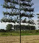 Zierapfel 'Evereste' -R- - Malus 'Evereste' -R- CAC