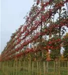 Zierapfel 'Evereste' -R- - Malus 'Evereste' -R- CAC