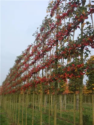 Zierapfel 'Evereste' -R- - Malus 'Evereste' -R- CAC