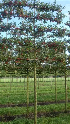 Zierapfel 'Evereste' -R- - Malus 'Evereste' -R- CAC
