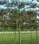 Zierapfel 'Evereste' -R- - Malus 'Evereste' -R- CAC