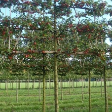 Malus 'Evereste' -R- CAC, H mDb Spalier 160x160 cm Sth. 210 cm 18- 20