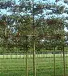 Zierapfel 'Evereste' -R- - Malus 'Evereste' -R- CAC