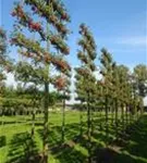 Zierapfel 'Evereste' -R- - Malus 'Evereste' -R- CAC